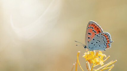 Obraz premium One orange butterfly of Lycaena thersamon ready to fly on a blurred background at daytime. Selective focus. Beautiful summer butterfly, inspiration nature. Romantic nature wallpaper concept.