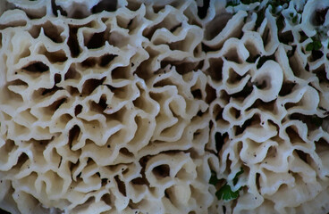 close up of mushrooms