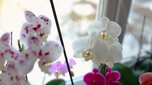 Colorful orchids phalaenopsis. Blooming home plants. Pink, red, purple, orange, white flowers in blossom growing on window sill
