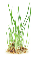 Obraz premium Fresh sprouted wheat grass isolated on a white background. Young wheat sprouts.