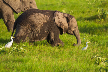 Naklejka na ściany i meble Baby elephant calf, Loxodonta africana, running happily on green grass. Amboseli National Park Kenya Africa. White cattle egret birds. Happy safari travel in Africa vulnerable species