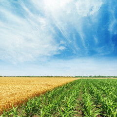 Green and yellow agricultural fields with corn and wheat. Blue sky with clouds over field.