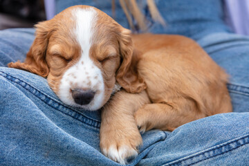 Cute Brown Spaniel Puppy Dog Sleeping On Denim Jeans Lap