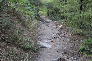 tourist mountain trail in the forest of Crimea in autumn