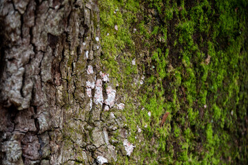 Tree with Moss