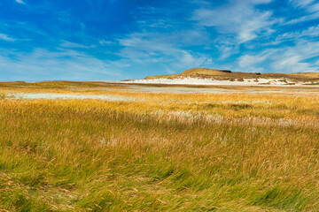Texel Island - plants at the dune with blue sky and clouds