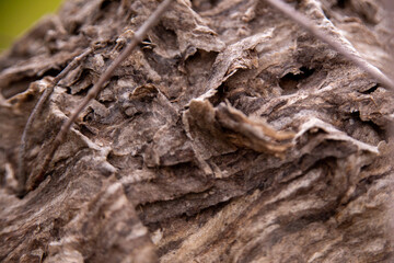 Wasp Nest Texture