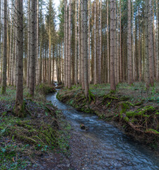 A hike through the forest in the Westerwald in winter