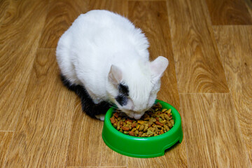 Cute cat eating his food from green plastic bowl on a floor