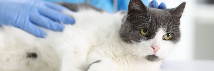 Doctor in rubber gloves stroking cat on table of veterinary clinic. Pet treatment concept