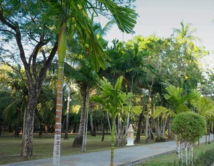 green palm,  trees that grow along the alley in the tropics on a sunny summer day.