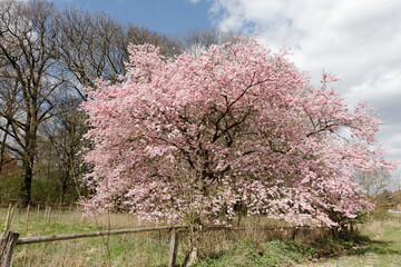 Japanese cherry tree in spring, Lower Saxony, Germany, Europe