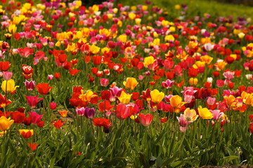 Tulip field in Lower Saxony, Germany