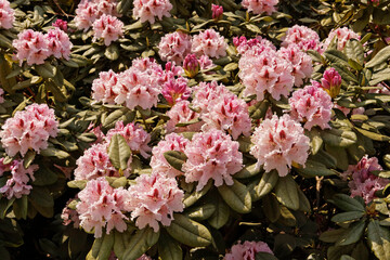 Rhododenron blossoms in spring, Germany