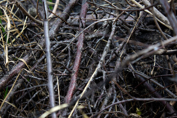 Pile of dry old branches, cleaning garden, blurred background, artistic select focus