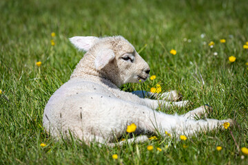 A Lamb in Springtime © lemanieh