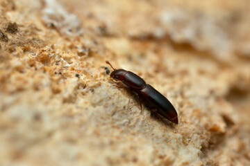 Minut clubbed beetle, Rhizophagus nitidulus on fungi