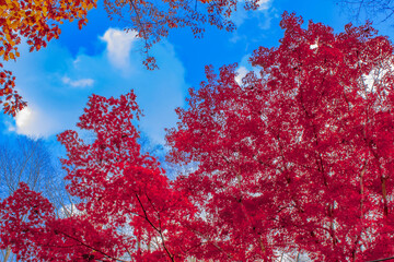 red tree blue sky 