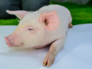 Piglet on a white background