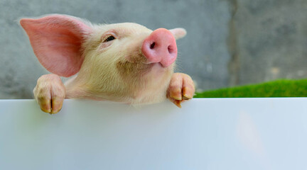 Piglet on a white background