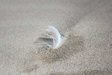 Feather In The Dune