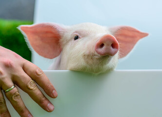 Piglet on a white background