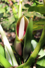 Majestic Split-leaf Philodendron Unique Bloom Tropical Garden  © Susan