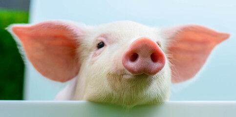 Piglet on a white background