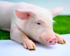 Piglet on a white background