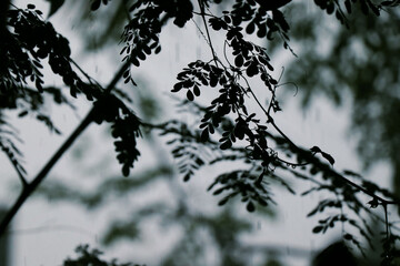 dark moringa leaves on a blurry background