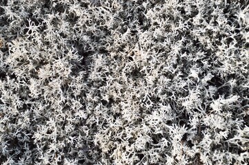 
lichen grass texture