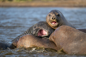 Fototapeta premium The southern elephant seal (Mirounga leonina)