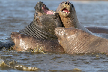 The southern elephant seal (Mirounga leonina)