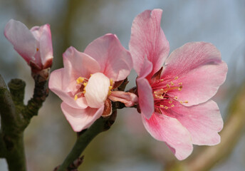 Almond Blossom At German Wine Route, Palatinate