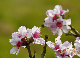 Almond Blossoms At German Wine Route Palatinate