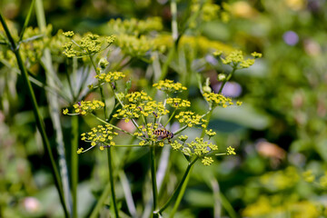 Yellow flower of a Fennel in summer - Foeniculum vulgare - Bavaria, Germany