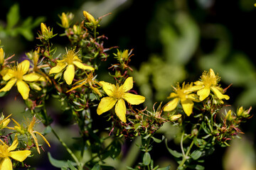 Flowers and buds of Chase-devil, Klamath weed, Tipton's Weed, or St. John's wort in summer-...