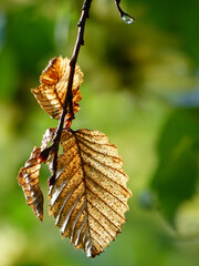 Obraz premium Autumnal Beech Leaf In Backlit, Green Background