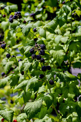 Ripe blackberrys on the bush in summer - Rubus - Rosaceae - Bavaria, Germany