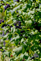 Ripe blackberrys on the bush in summer - Rubus - Rosaceae - Bavaria, Germany