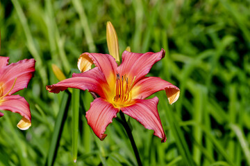 Obraz premium Flower of daylily named Catherine Woodberry, Hemerocallis, Liliaceae, Bavaria, Germany