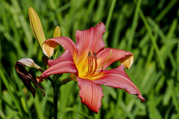 Flower of daylily named Catherine Woodberry, Hemerocallis, Liliaceae, Bavaria, Germany