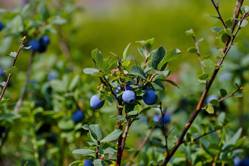 Fruits of the Bog Bilberry in summer, Northern Bilberry, Vaccinium uliginosum
