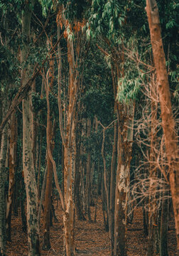 Gazing deep into the forest of trees.