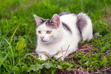 Plakat White spotted cat in the garden on the grass