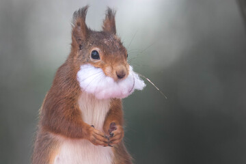 L'écureuil roux