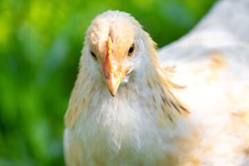 White young chicken close up on a blurred background