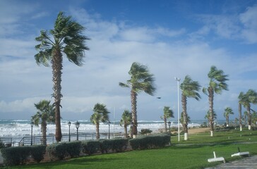 Palm beach with empty sunbeds against - Paphos Cyprus