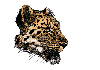 leopard head vector illustration