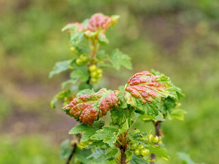 Red spots on the green leaves of currants, fungal leaf disease or red gallic aphid